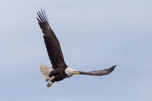 Bald Eagle—Anchor Point