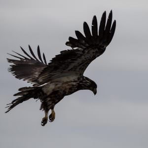 Bald Eagle—Anchor Point