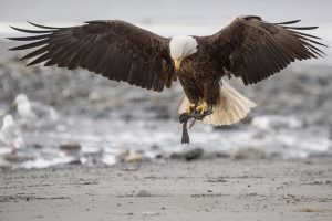 Bald Eagle—Anchor Point