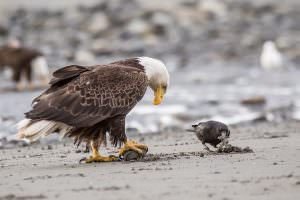 Bald Eagle—Anchor Point