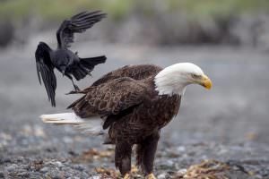 Bald Eagle—Anchor Point