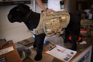 Tactical vest for your dog…as you do…