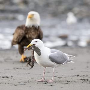 Seagull and eagle