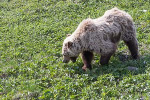 Brown bear grazing