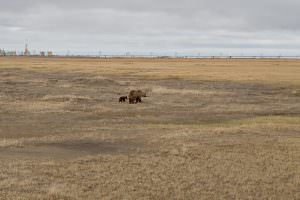 Grizzly and cub in the tundra