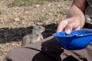 Squirrel lunch thief