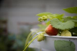 Strawberries in Inuvik's greenhouse