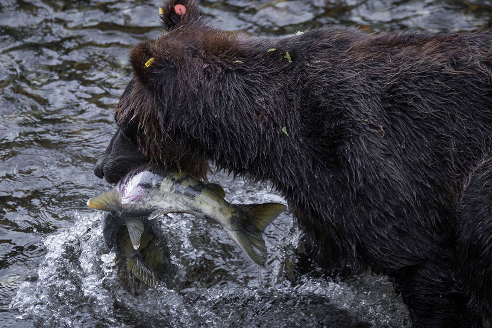 Black bear with fish, Hyder, Alaska