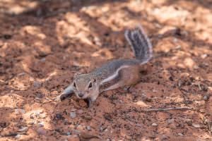 White tailed antelope ground squirrel