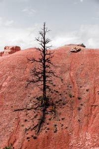 Red Canyon, State Route 12, Utah