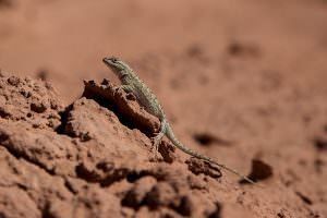Lizard, Kodachrome Basin State Park