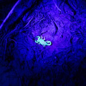 Scorpion under UV light