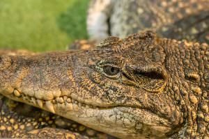 Reptile Gardens, Rapid City, South Dakota