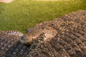 Reptile Gardens, Rapid City, South Dakota