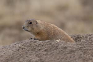 Prairie Dog