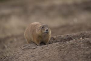 Prairie Dog