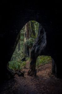 Coastal Redwoods