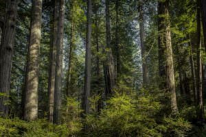 Coastal Redwoods