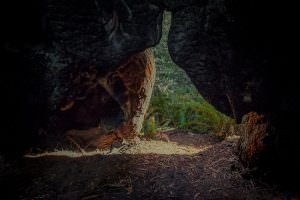 Coastal Redwoods