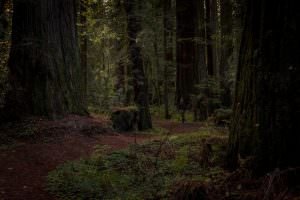 Coastal Redwoods
