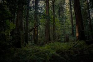 Coastal Redwoods