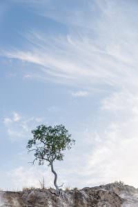 Lonely tree clinging to the cliff top