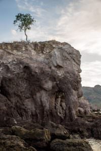 Definitely looks like an elephant, well with one with a tree on his head at any rate.