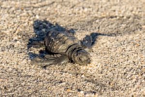 Cute little baby turtle.