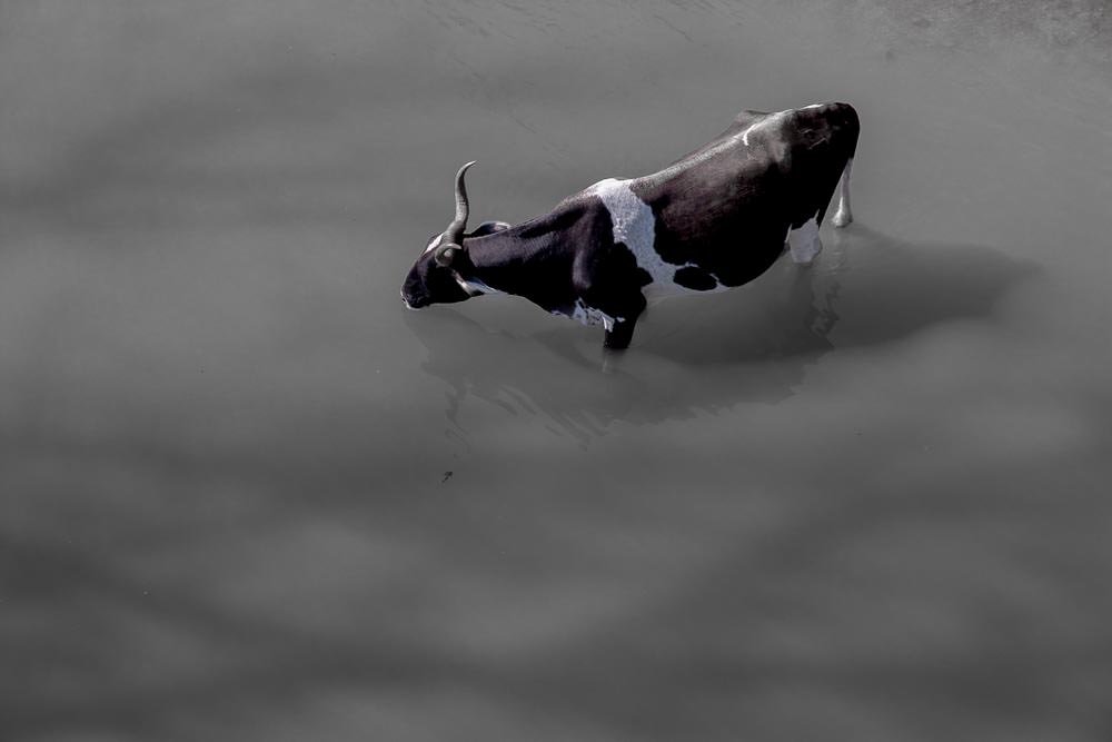 Aquatic cow.
