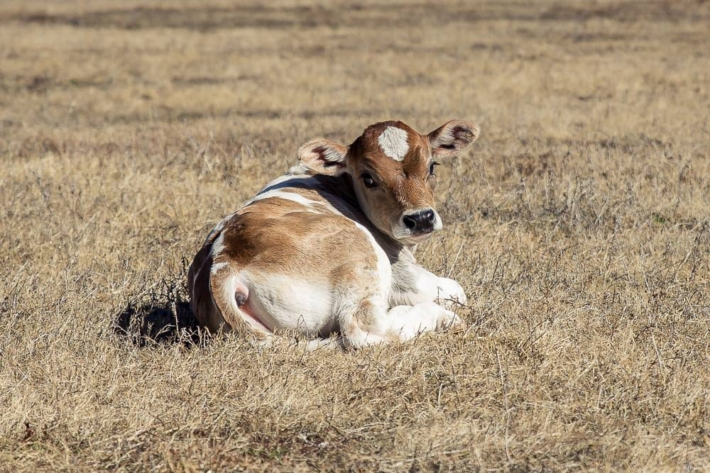 So cute! Would an adorable calf be a reasonable pet on a road trip?