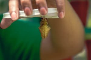 Chrysalis.