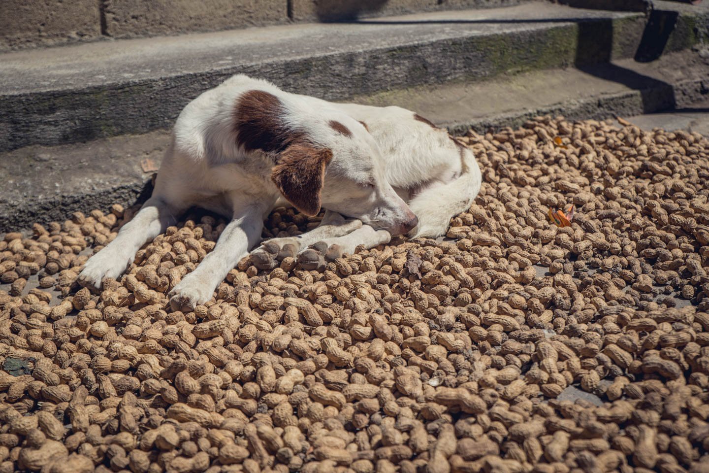 The peanuts, the spoils of the recent harvest, are left to dry in the hot afternoon sun. 